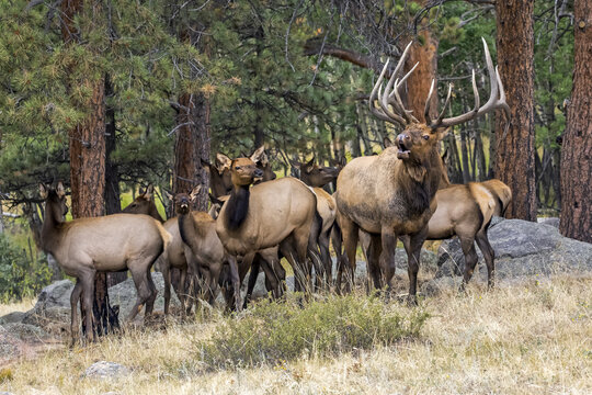 Bull elk (Cervus canadensis) with cow elk and calves; Denver, Colorado, United States of America