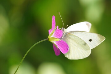 butterfly on flower