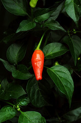 red hot chili peppers