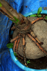 small coconut tree seed with rusty zinc background