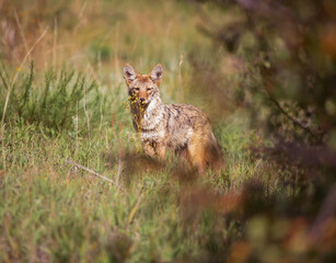Coyote
