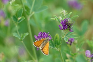 butterfly on flower