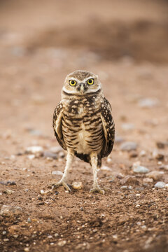 Burrowing Owl (Athene cunicularia) perched on the ground; Casa Grande, Arizona, United States of America