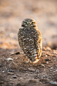 Burrowing Owl (Athene cunicularia) perched on the ground with head turned to look backwards; Casa Grande, Arizona, United States of America
