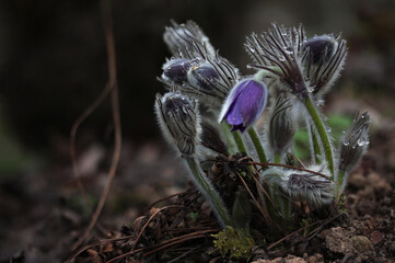 Purple Eastern pasqueflower (Pulsatilla patens) blooming in spring in Lithuania forest