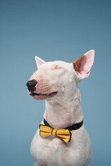 happy bull terrier on a blue background. cute dog in a yellow bow tie in studio, for design.