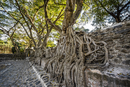 Fig trees on the enclosure wall of Fasilides Bath; Gondar, Amhara Region, Ethiopia