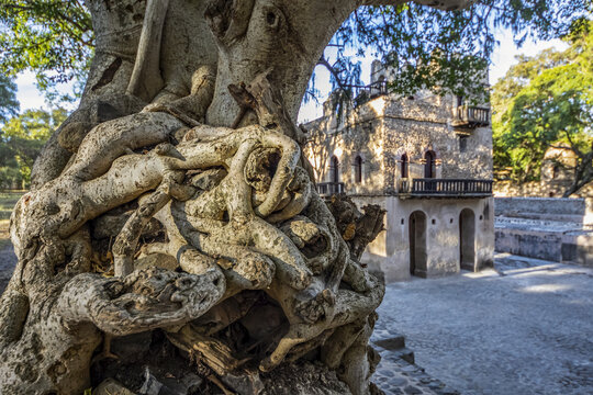 Three-storied bathing palace at Fasilides Bath with overgrown tree roots on a tree in the foreground; Gondar, Amhara Region, Ethiopia