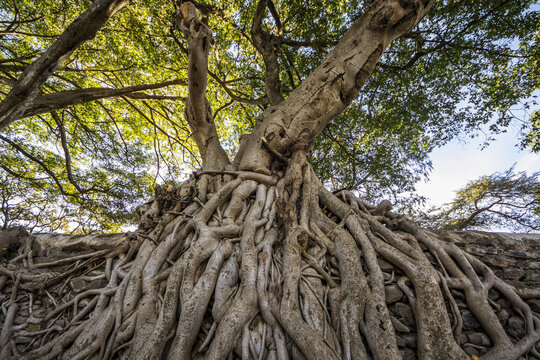 Fig trees on the enclosure wall of Fasilides Bath; Gondar, Amhara Region, Ethiopia