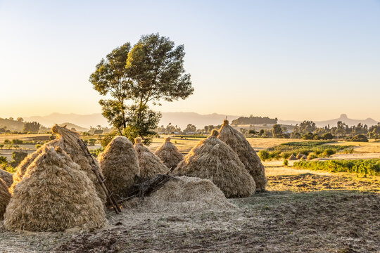Fields of Teff (Eragrostis tef); Jib Gedel, Amhara Region, Ethiopia