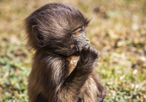 Gelada baby (Theropithecus gelada), Simien National Park; Amhara Region, Ethiopia