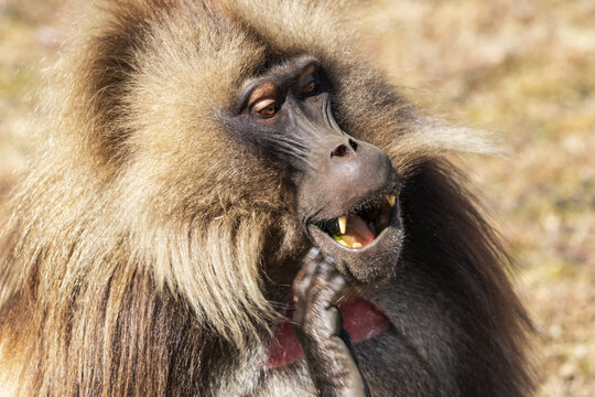Male Gelada (Theropithecus gelada), Simien National Park; Amhara Region, Ethiopia