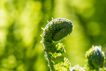 Close up of a fern, Finland