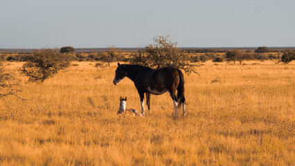 horses in the field
