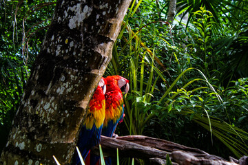 Guacamayas de Cancún 