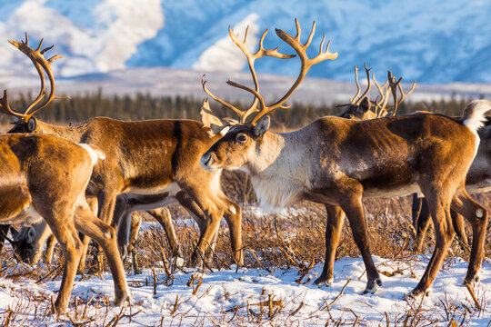 Caribou (Rangifer tarandus) belonging to the Donnelly Herd forage for food after the first significant snowfall of winter, South of Delta Junction; Alaska United States of America