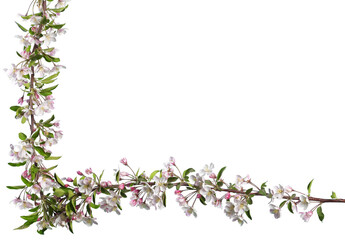 Branch of the beautiful spring flowers blossoms