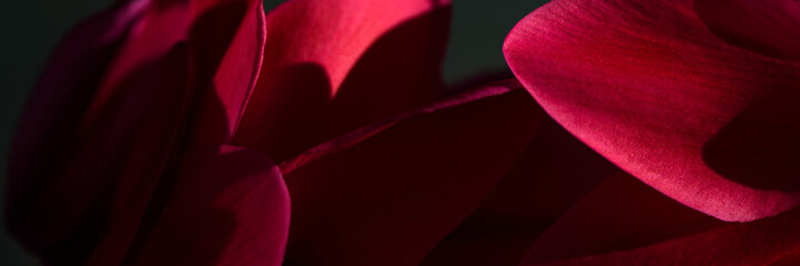 Abstract horizontal web banner, close-up of flower petals, dark Viva Magenta color natural floral background .