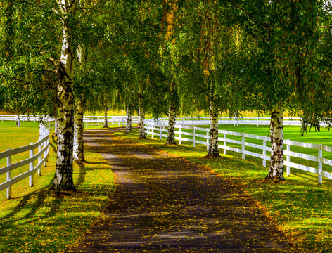 Weeping Birch over driveway in autumn, Okanagan Valley; British Columbia, Canada