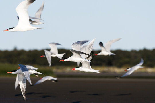 Caspian Terns (Hydroprogne caspia) fly over Trestle Bay; Hammond, Oregon, United States of America