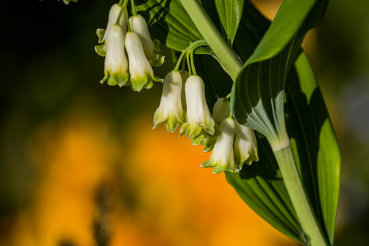 Solomon's Seal (Polygonatum) is a striking plant found in an Oregon garden; Astoria, Oregon, United States of America