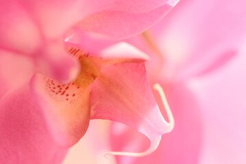 Pink orchid flower had close up. Soft selective focus, abstract floral background, macro shot