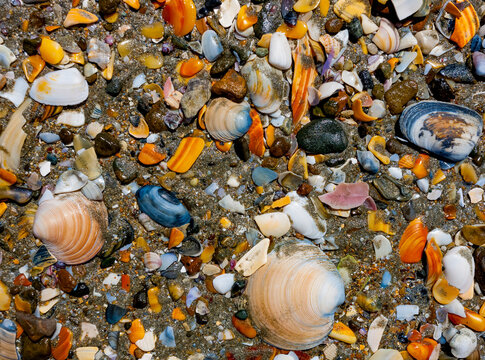 Colourful seashells on the beach, some whole and broken pieces, Oneroa Beach; Waiheke Island, New Zealand
