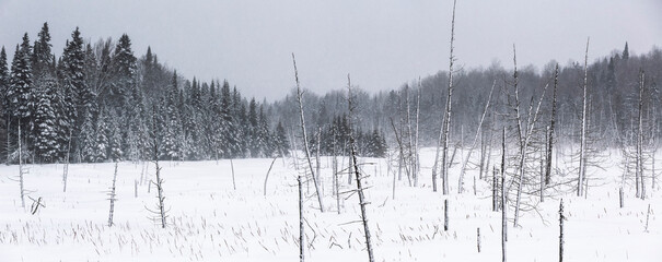 Field of snow in a forest during a winter storm; Mont Saint Saveur, Quebec, Canada