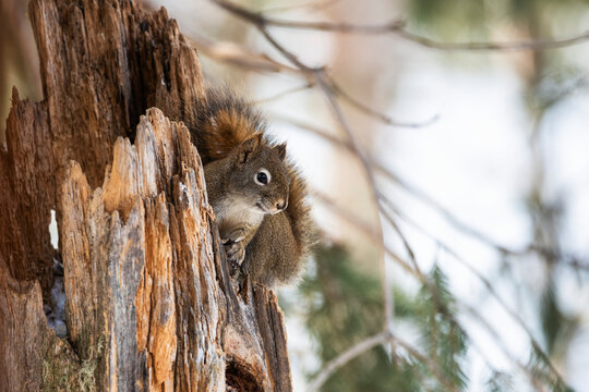 American Red Squirrel (Tamiasciurus hudsonicus) peers from jagged stump; Silver Gate, Montana, United States of America