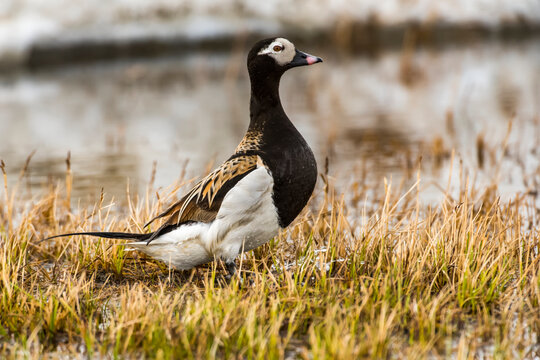 Male Long-tailed Duck (Clangula hyemalis) in breeding plumage standing next to a tundra pond near Utqiagvik (formerly Barrow) on Alaska's North Slope; Alaska, United States of America