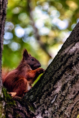 Wild Eurasian red squirrel (Sciurus vulgaris) on the tree - Kampinos National Park, Masovia, Poland