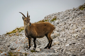 A mountain goat in the Alps.