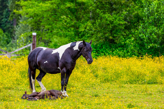 Horse standing in a pasture with foal lying at it's feet; Canada