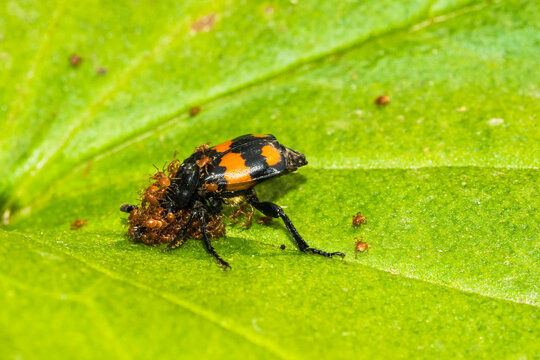Burying Beetle (Nicrophorus vespilloides) carrying phoretic (hitch-hiking) mites on green leaf; Fairbanks, Alaska, United States of America