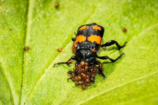 Burying Beetle (Nicrophorus vespilloides) carrying phoretic (hitch-hiking) mites on green leaf; Fairbanks, Alaska, United States of America