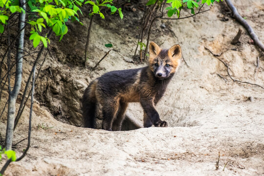 Red fox (Vulpes vulpes) kit, Cross Fox colour phase, emerging from its den burrow near Fairbanks; Alaska, United States of America