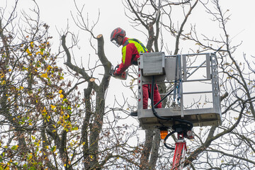 a sawyer saws off tree branches while standing on a lift at a height in a city park. - obrazy, fototapety, plakaty