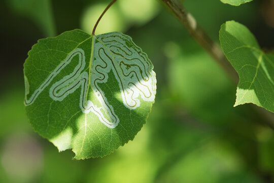 Aspen (Populus tremuloides) with leaf showing tracks made by an Aspen Serpentine Leafminer (Phyllocnistis populiella) caterpillar; Fairbanks, Alaska, United States of America