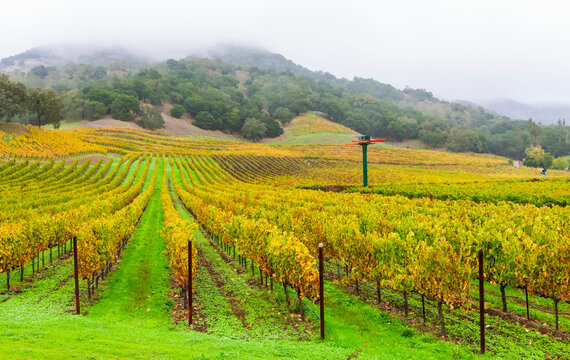 Fog over a vineyard in Napa Valley; California, United States of America