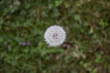 Löwenzahn mit weißen Samen. Pusteblume.