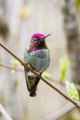Annas Hummingbird in springtime in Western Washington State displaying colorful head
