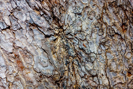 Close-up detail of tree bark