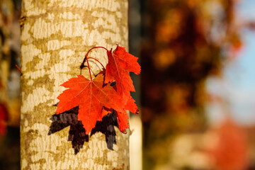 Red maple leaves growing from a tree trunk; Alberta, Canada