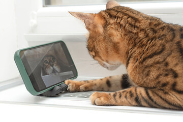 Animal. A beautiful Bengal cat lies on the table and looks at the phone screen at a cat that looks like him.