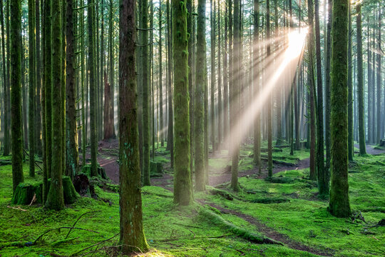 Sun rays through the misty air in a rainforest; British Columbia, Canada - Powered by Adobe