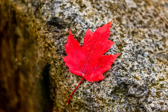 Vibrant red maple leaf on a rock; Alberta, Canada