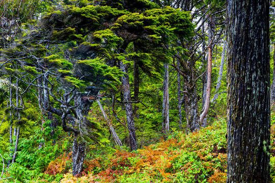 Rainforest of Cathedral Grove, MacMillan Provincial Park; British Columbia, Canada