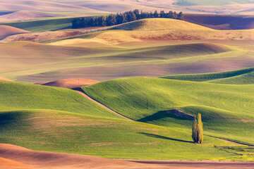 Colourful rolling hills of farmland around the Palouse region in Eastern Washington; Washington, United States of America