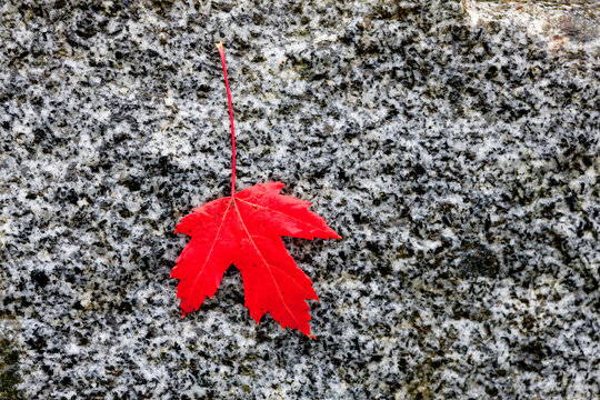 Red maple leaf laying on a grey background; Canada