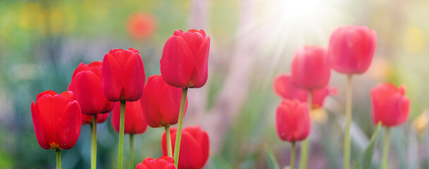 Red tulips in the garden on a blurred background in sunny weather